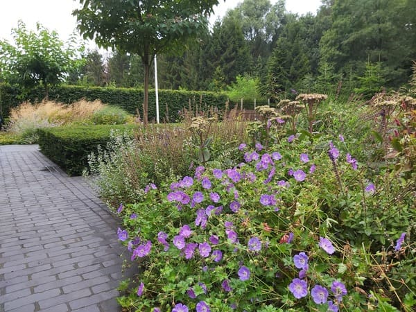 Gemengde vaste plantenborders in combinatie met strakke blokhagen